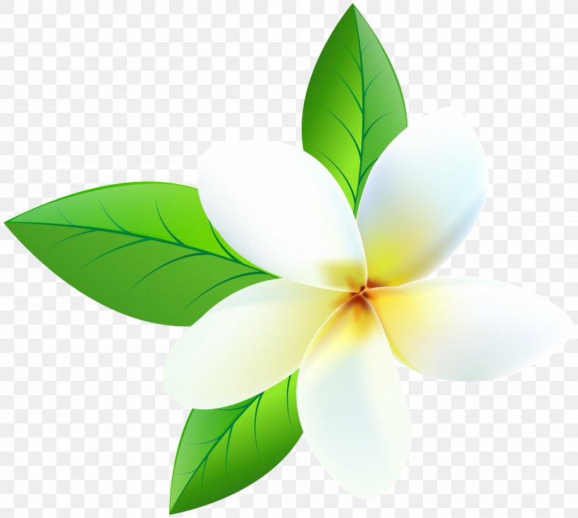 Desktop Wallpaper Clip Art, PNG, 8000x7166px, Frangipani, Computer, Flower, Image Resolution, Leaf Download Free