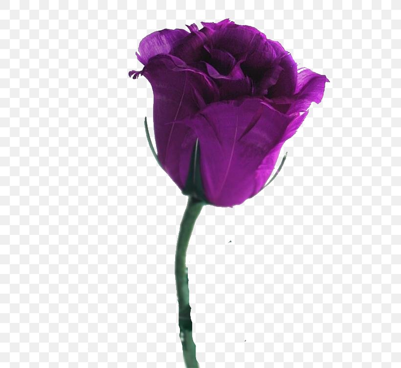 Desktop Wallpaper Rose Flower Violet Purple, PNG, 564x752px, Rose, Blue, Color, Cut Flowers, Flower Download Free