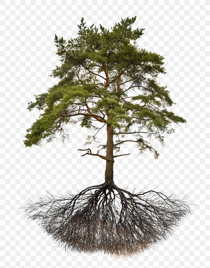 Explorations In Post-Secular Metaphysics Secularism Religion Political Philosophy, PNG, 4461x5700px, Root, Branch, Conifer, Evergreen, Fir Download Free