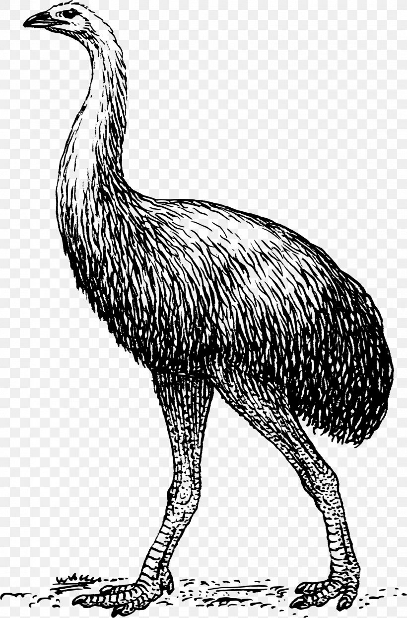 Moa Bird Clip Art, PNG, 1557x2361px, Moa, Beak, Bird, Black And White, Chicken Download Free