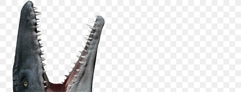 Mosasaurus Velociraptor Dinosaur Jurassic Park Plesiosaurus, PNG, 800x314px, Mosasaurus, Art, Dinosaur, Film, Footwear Download Free