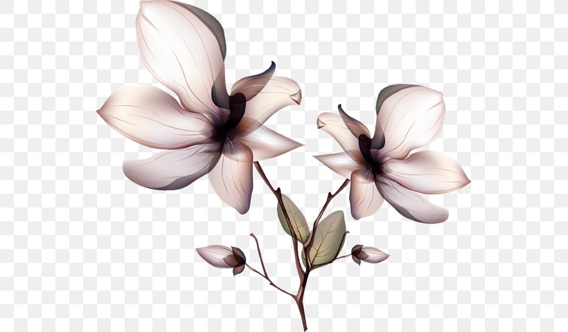 Orchids Flower, PNG, 541x480px, Orchids, Art, Blossom, Cut Flowers, Drawing Download Free