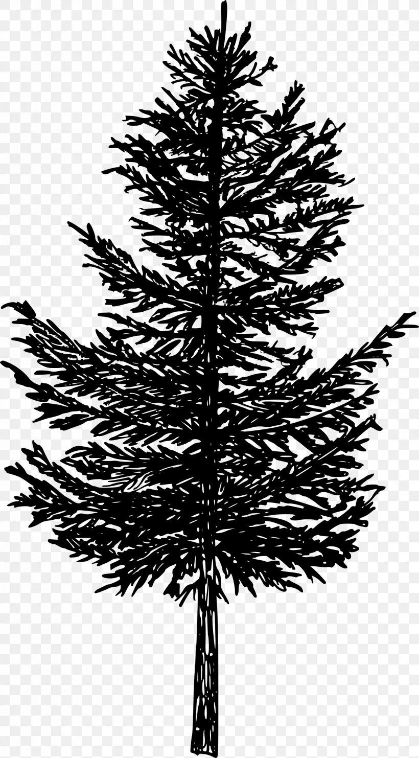 Spruce Image Clip Art Silhouette, PNG, 1658x2999px, Spruce, American Larch, American Pitch Pine, Balsam Fir, Branch Download Free
