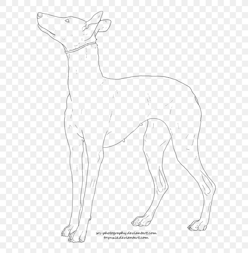 Dog Breed Ibizan Hound Italian Greyhound Whippet Pharaoh Hound, PNG, 644x835px, Dog Breed, Artwork, Basset Hound, Black And White, Breed Download Free
