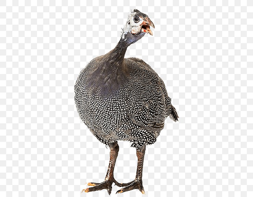 Domestic Guineafowl Stock Photography Royalty-free Image, PNG, 408x639px, Domestic Guineafowl, Banco De Imagens, Beak, Bird, Domestic Turkey Download Free