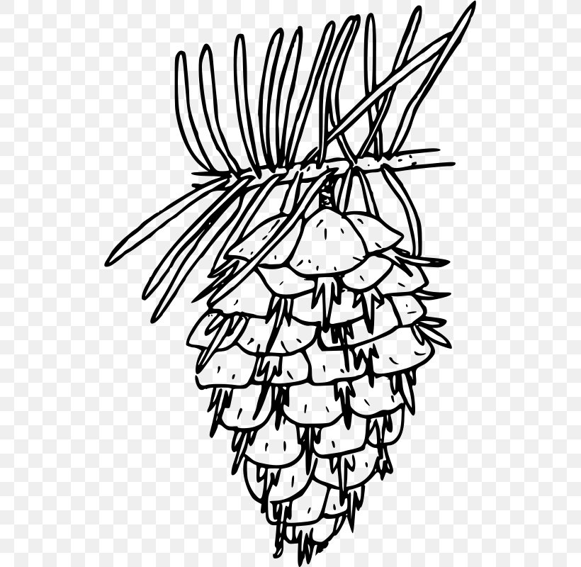 Drawing Douglas Fir Line Art Clip Art, PNG, 525x800px, Drawing, Art, Artwork, Beak, Black And White Download Free