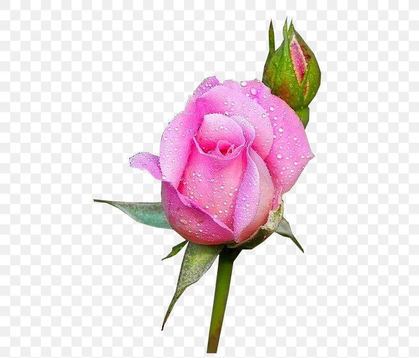 Garden Roses Floribunda Flower Moss Rose Rainbow Rose, PNG, 461x702px, Garden Roses, Blue Rose, Bud, Cabbage Rose, Cut Flowers Download Free