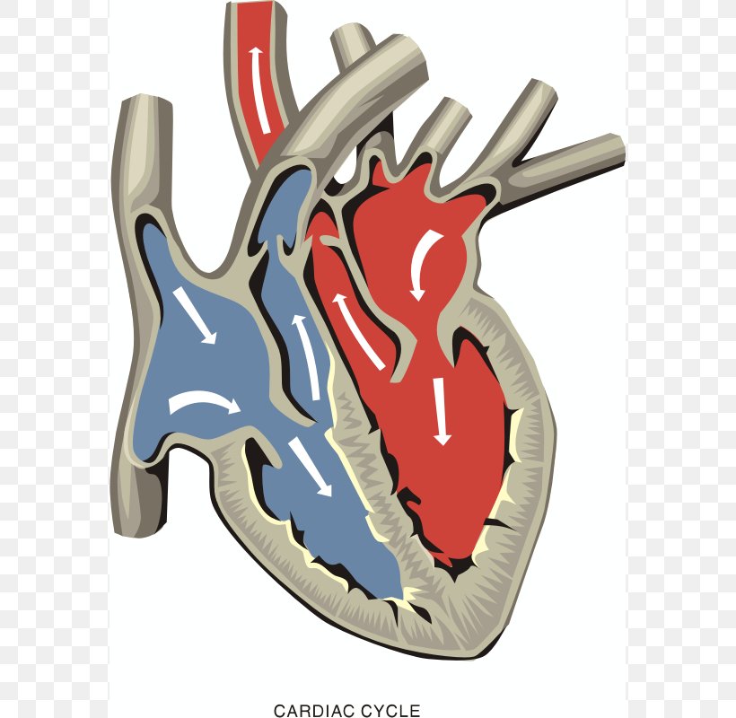 Pulmonary Artery Ventricle Heart Valve Atrium, PNG, 575x800px, Watercolor, Cartoon, Flower, Frame, Heart Download Free