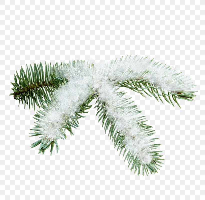 Spruce Christmas Ornament Pine Twig Author, PNG, 800x800px, Spruce, Ansichtkaart, Author, Branch, Christmas Day Download Free