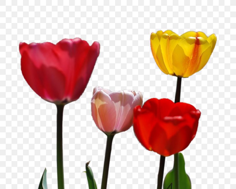 Tulip Petal Flower, PNG, 693x657px, Tulip, Cut Flowers, Flower, Flower Bouquet, Flowering Plant Download Free