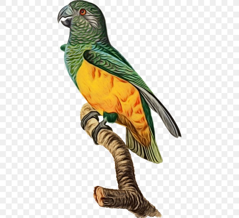 Bird Beak Animal Figure Parrot Figurine, PNG, 426x750px, Watercolor, Animal Figure, Beak, Bird, Cuculiformes Download Free