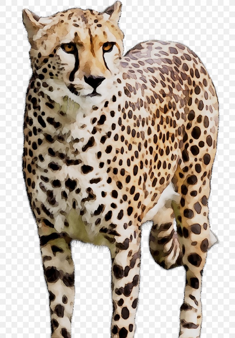 Cheetah Wildcat Whiskers Terrestrial Animal, PNG, 1098x1575px, Cheetah, African Leopard, Animal, Animal Figure, Big Cat Download Free