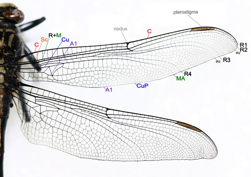 Dragonfly Insect Wing Damselfly Drawing, PNG, 1280x902px, Dragonfly, Anatomy, Damselfly, Drawing, Hemimetabolism Download Free
