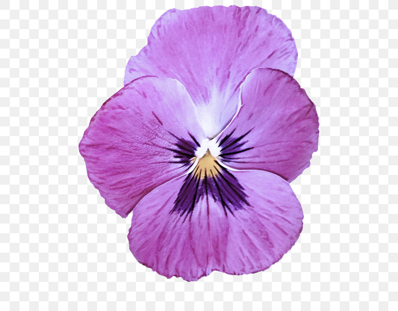 Flower Violet Petal Wild Pansy Purple, PNG, 572x640px, Flower, Pansy, Petal, Plant, Purple Download Free