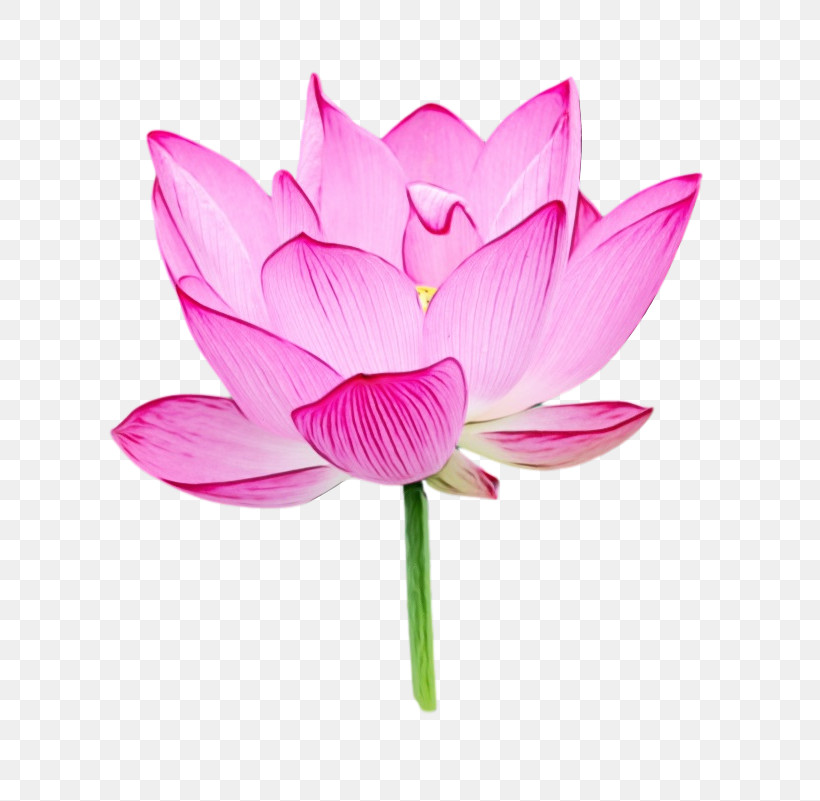 Plant Stem Sacred Lotus Cut Flowers Nelumbonaceae Petal, PNG, 797x801px, Watercolor, Biology, Cut Flowers, Flower, Herbaceous Plant Download Free