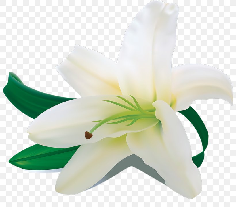 Words From The Heart White Madonna Lily Flower, PNG, 800x717px, White, Cut Flowers, Flower, Flower Bouquet, Flowering Plant Download Free