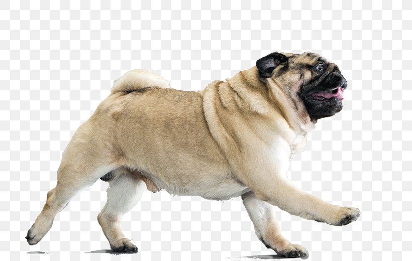 Your Pug Dog Breed Companion Dog Puppy, PNG, 780x520px, Pug, Breed, Carnivoran, Companion Dog, Dog Download Free