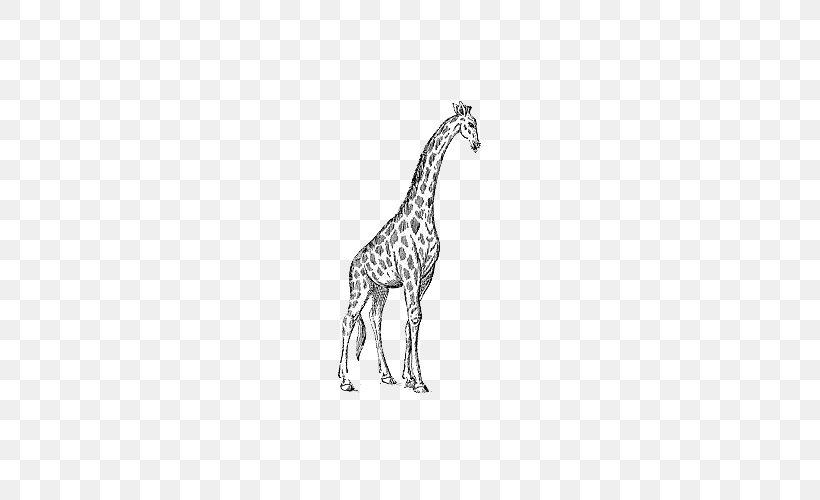 The White Giraffe Black And White Giraffe Manor Clip Art, PNG, 500x500px, Giraffe, Animal, Avatar, Black And White, Drawing Download Free