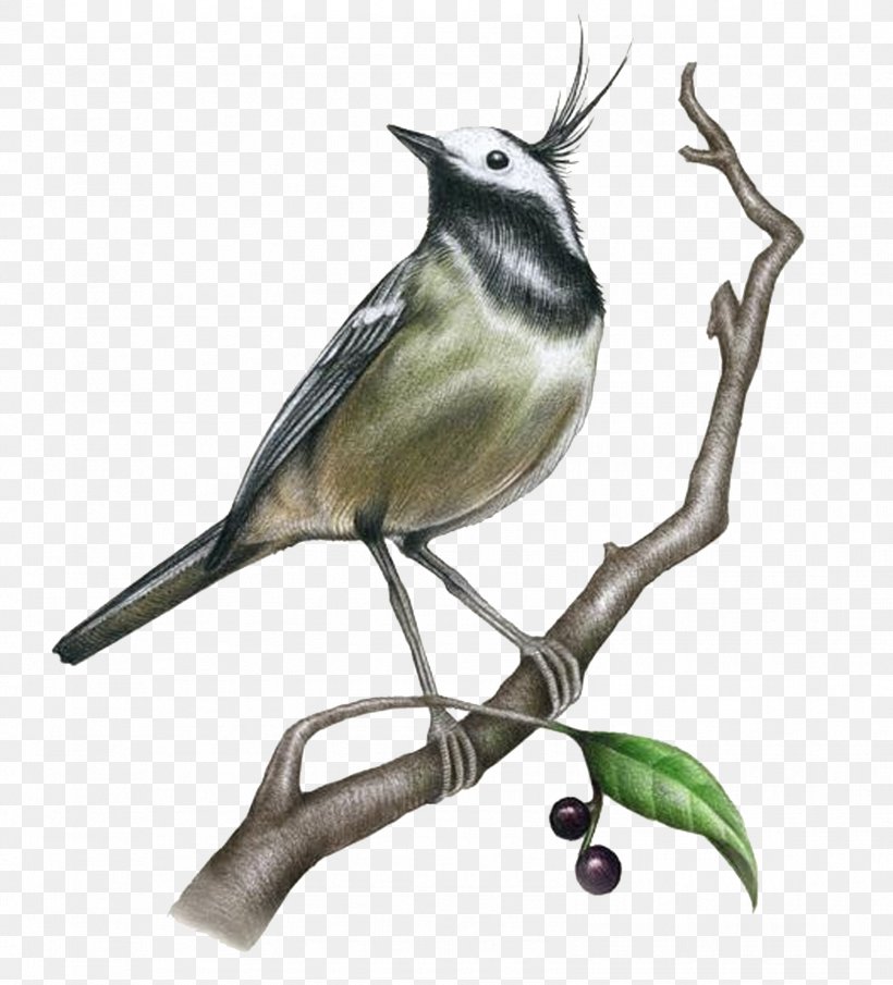 Drawing Painting Bird Illustration, PNG, 1604x1772px, Bird, Art, Beak, Branch, Chickadee Download Free