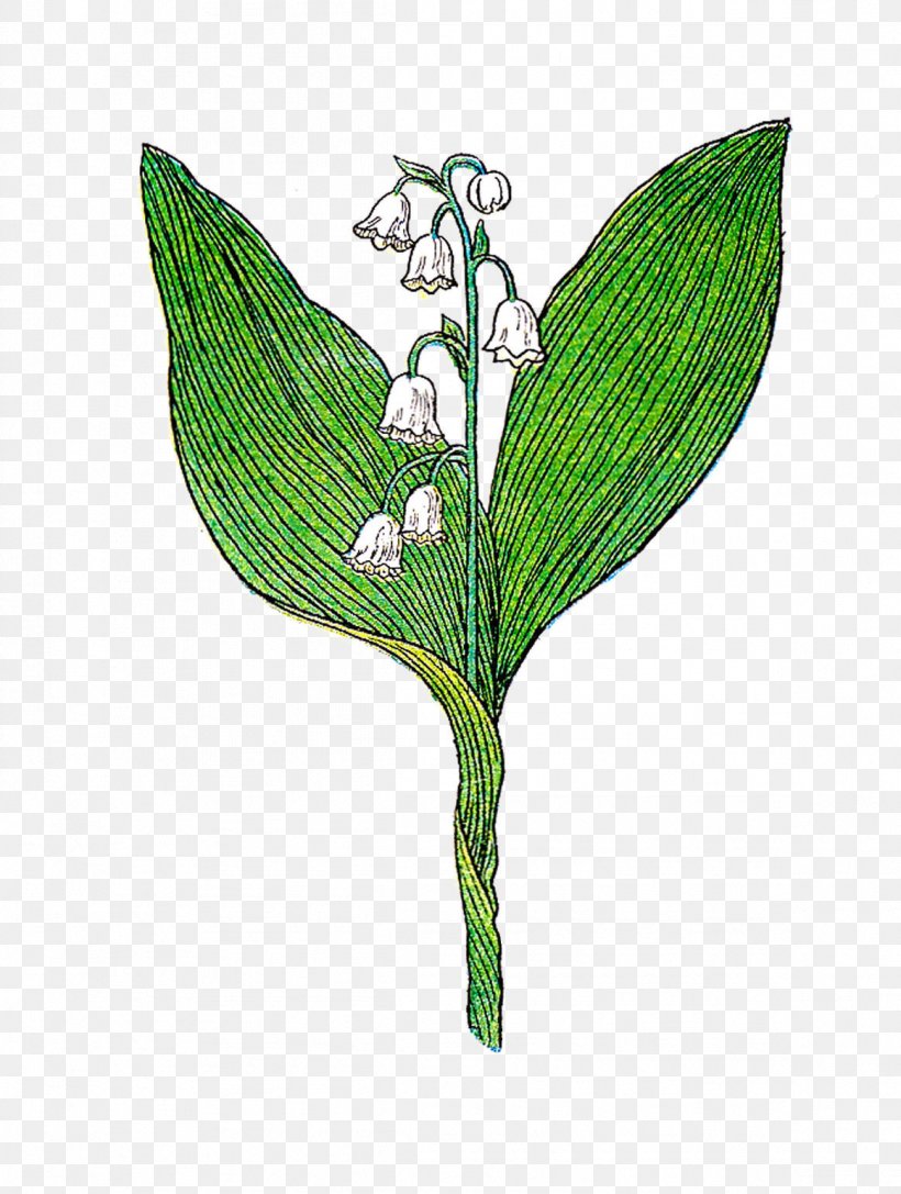 Lily Of The Valley Botanical Illustration Botany, PNG, 1162x1541px, Lily Of The Valley, Botanical Illustration, Botany, Drawing, Ephemera Download Free
