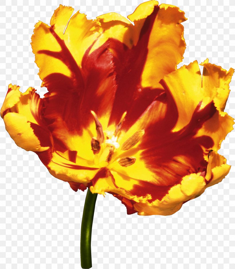 Flower Tulip Yellow Clip Art, PNG, 2554x2927px, Flower, Color, Daylily, Flowering Plant, Garden Roses Download Free