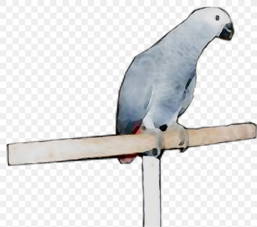 Macaw Parakeet Feather Pet Beak, PNG, 1122x990px, Macaw, Beak, Bird, Cockatoo, Feather Download Free