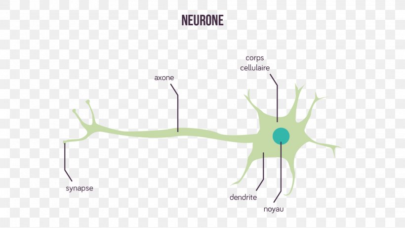 Neuron Synapse Message Nerveux Axon Dendrite, PNG, 1920x1081px, Watercolor, Cartoon, Flower, Frame, Heart Download Free