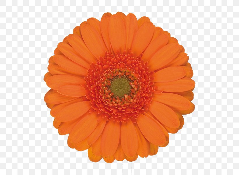 Orange Balloon, PNG, 600x600px, Transvaal Daisy, Balloon, Barberton Daisy, Black, Calendula Download Free