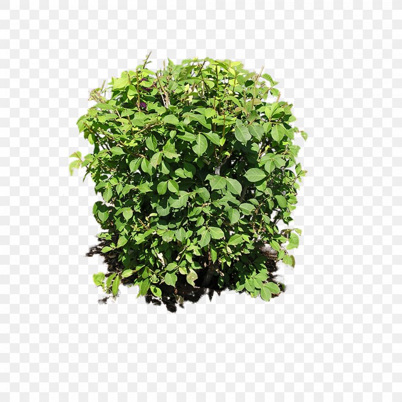 Shrub Plant Clip Art, PNG, 2000x2000px, Shrub, Flowering Plant, Grass, Groundcover, Herb Download Free