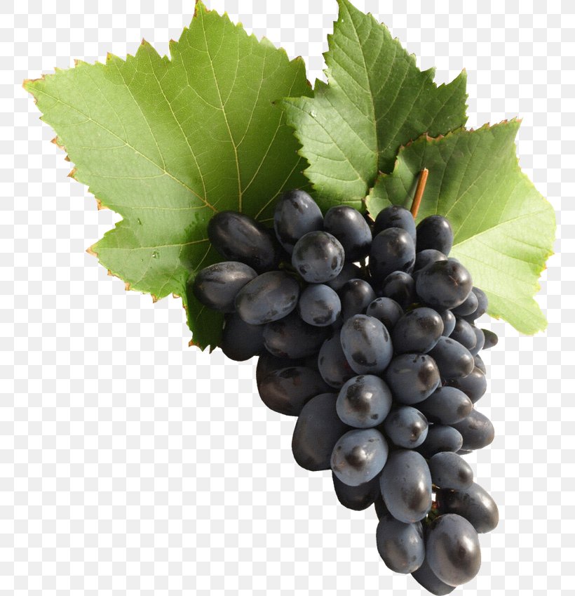 Common Grape Vine Wine Must Fruit, PNG, 768x849px, Common Grape Vine, Berry, Bilberry, Blueberry, Climacteric Download Free