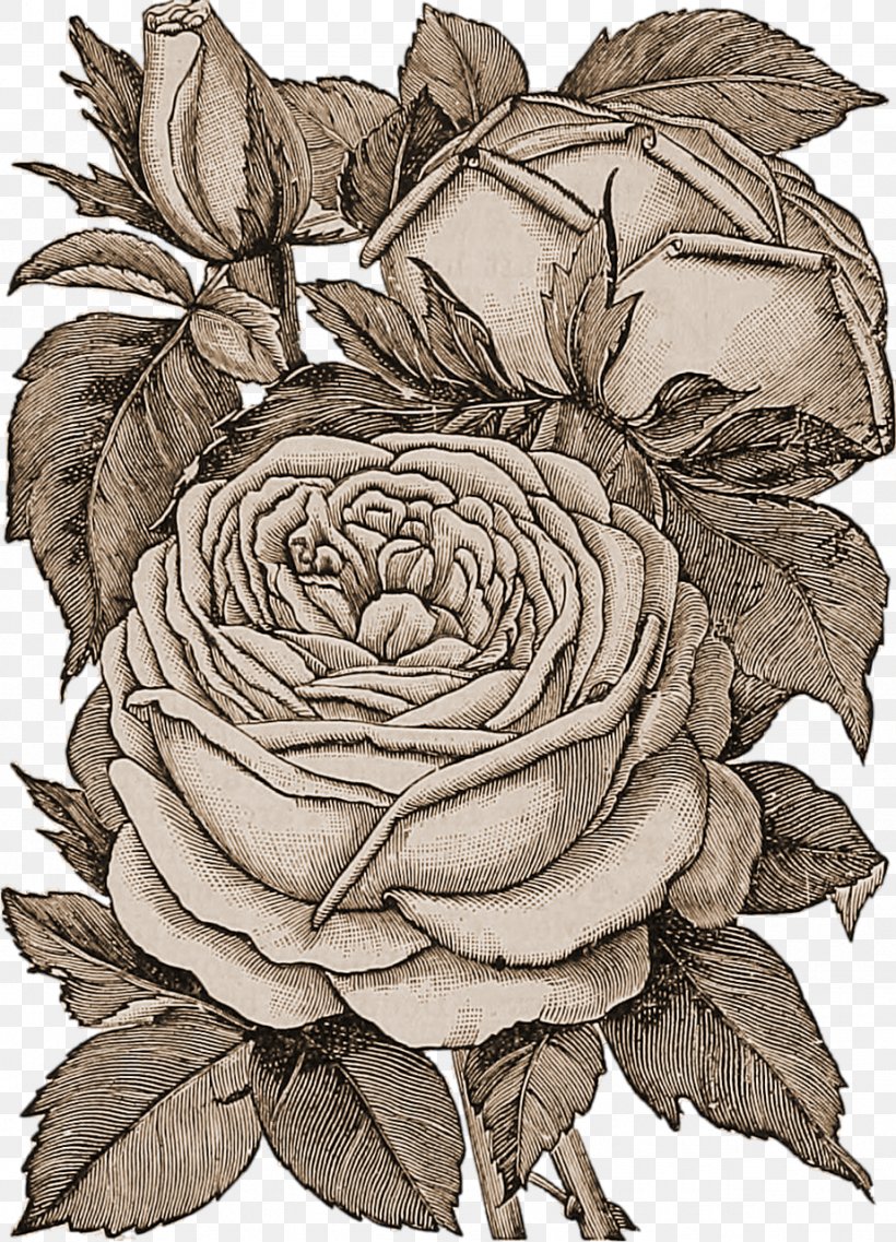 Flower Bouquet Rose Floral Design, PNG, 923x1280px, Flower, Blackandwhite, Botany, Drawing, Floral Design Download Free