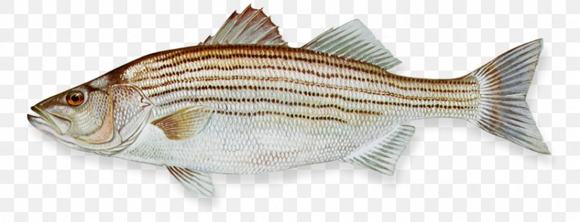 Hybrid Striped Bass Fishing, PNG, 873x335px, Striped Bass, Animal Figure, Barramundi, Bass, Bony Fish Download Free