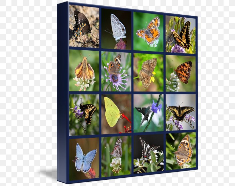 Monarch Butterfly Collage Printing Canvas Print Picture Frames, PNG, 576x650px, Monarch Butterfly, Acrylic Paint, Art, Brush Footed Butterfly, Butterfly Download Free