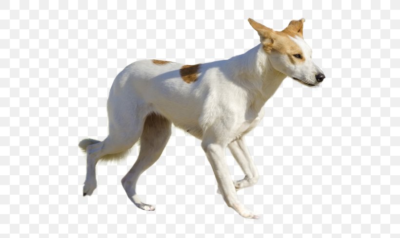 Spanish Greyhound Canaan Dog Whippet Sloughi, PNG, 567x489px, Spanish Greyhound, American Staghound, Canaan Dog, Carnivoran, Companion Dog Download Free