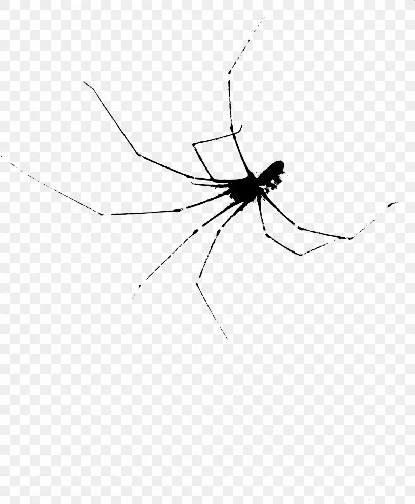 Widow Spiders Mosquito Insect Black And White, PNG, 1891x2297px, Spider, Arachnid, Arthropod, Black And White, Fly Download Free