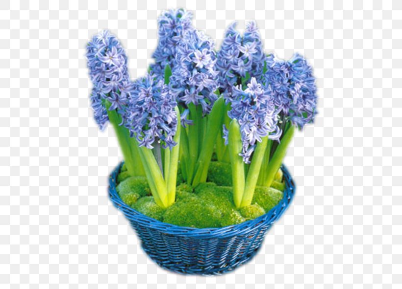 Cut Flowers Internet English Lavender, PNG, 497x591px, Flower, Autumn, Blog, Com, Common Sunflower Download Free