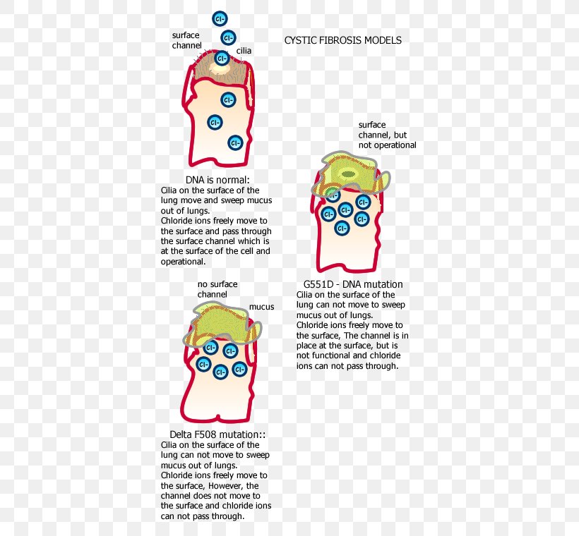 Cystic Fibrosis Transmembrane Conductance Regulator ΔF508 Mutation Chloride, PNG, 400x760px, Watercolor, Cartoon, Flower, Frame, Heart Download Free