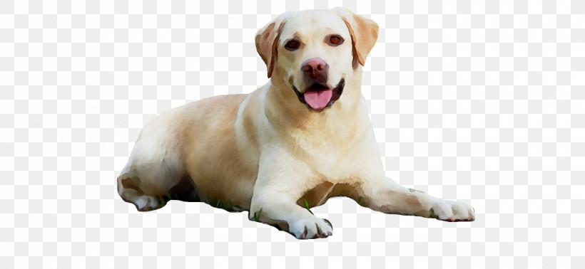 Golden Retriever Labrador Retriever Puppy Snout Companion Dog, PNG, 1400x647px, Watercolor, Breed, Companion Dog, Dog, Golden Retriever Download Free