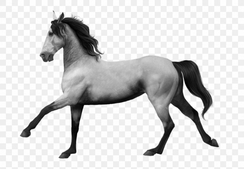 Mane Mustang Stallion Andalusian Horse Mare, PNG, 900x622px, Mane, Andalusian Horse, Animal Figure, Bit, Black And White Download Free