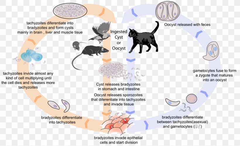 Toxoplasma Gondii Cat Toxoplasmosis Felidae Biological Life Cycle, PNG, 1177x720px, Watercolor, Cartoon, Flower, Frame, Heart Download Free
