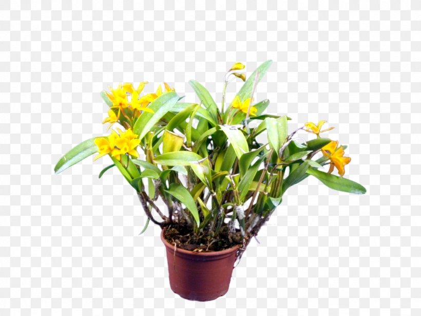Cattleya Orchids Cut Flowers Epiphyte Mestoklema Tuberosum, PNG, 1024x768px, Cattleya Orchids, Bulbophyllum, Cut Flowers, Embryophyta, Epiphyte Download Free