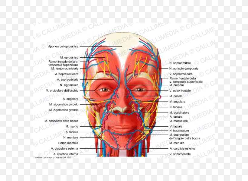 Head And Neck Anatomy Nerve Muscle Blood Vessel, PNG, 600x600px, Watercolor, Cartoon, Flower, Frame, Heart Download Free