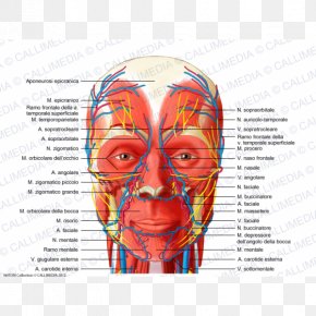 Anatomy Ischiocavernosus Muscle Neck Masseter Muscle, PNG, 600x600px ...