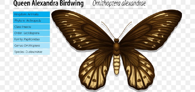 Queen Alexandra's Birdwing Queen Alexandra Memorial, PNG, 710x389px, Birdwing, Alexandra Of Denmark, Arthropod, Bombycidae, Brush Footed Butterfly Download Free