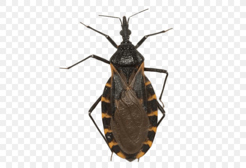 Texas Chagas Disease Triatoma Dimidiata Heteroptera Triatoma Infestans, PNG, 477x560px, Texas, Arthropod, Assassin Bug, Beetle, Chagas Disease Download Free