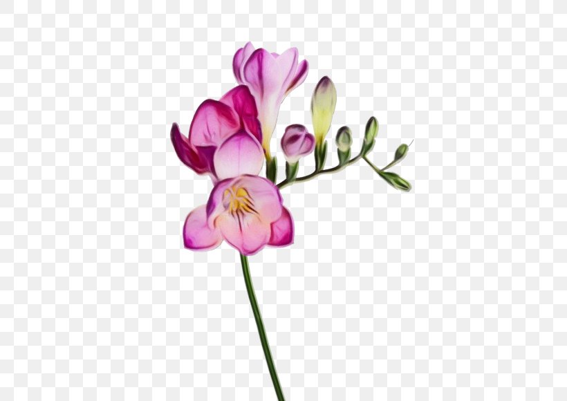 Flower Plant Petal Pink Cut Flowers, PNG, 560x580px, Watercolor, Cut Flowers, Flower, Paint, Pedicel Download Free