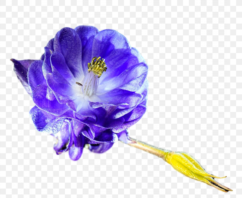Lavender, PNG, 922x756px, Cut Flowers, Biology, Flower, Herbaceous Plant, Lavender Download Free
