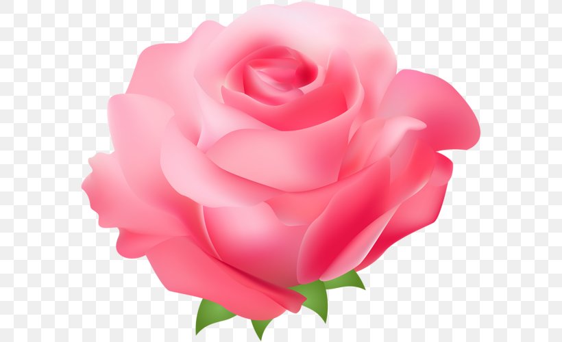 Pink Flower Cartoon, PNG, 585x500px, Rose, Artificial Flower, Camellia, China Rose, Cut Flowers Download Free