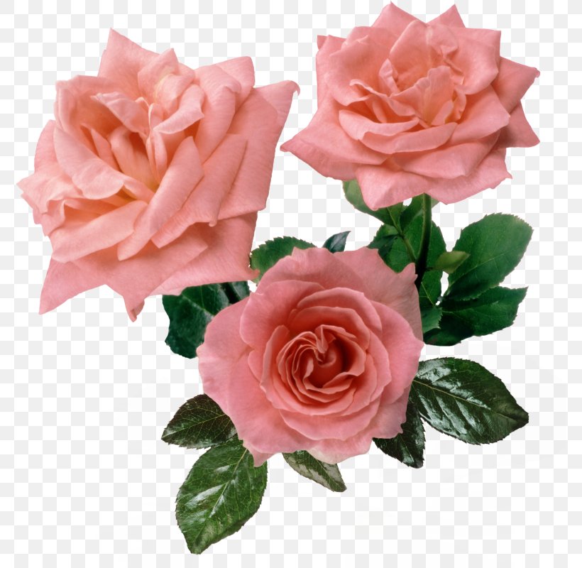 Rose Flower Pink, PNG, 775x800px, Rose, Artificial Flower, China Rose, Clock, Color Download Free