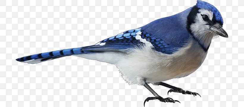 Bird Blue Jay Stock Photography, PNG, 715x360px, Bird, Beak, Blue Jay, Bluebird, Brownheaded Cowbird Download Free